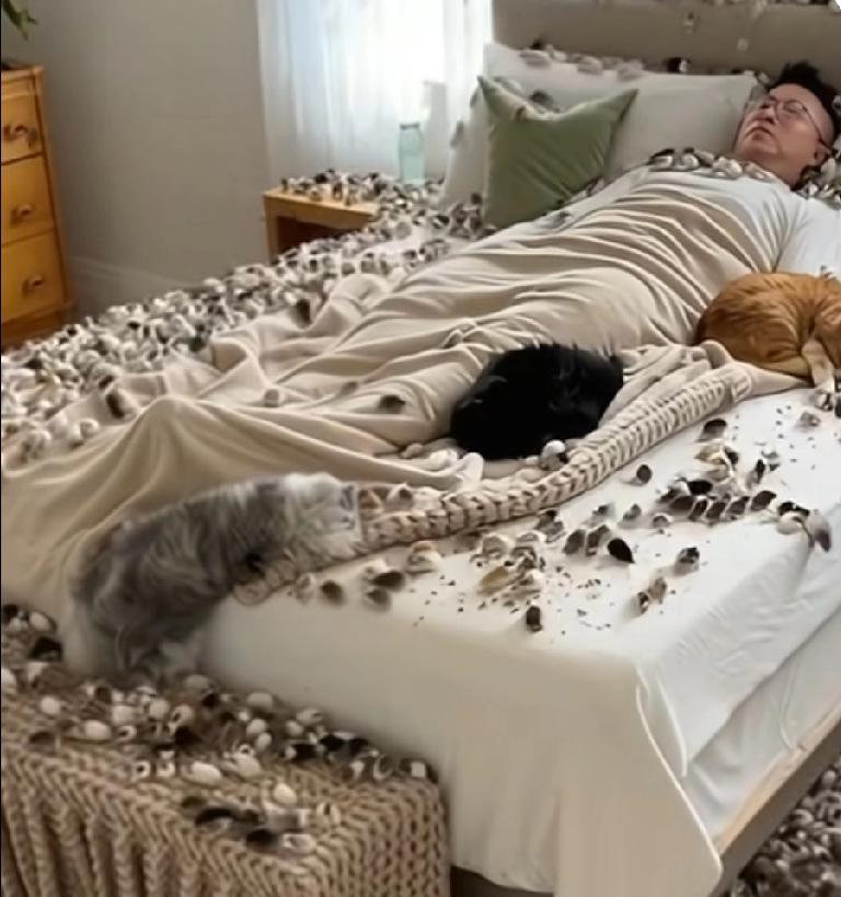 床上熟睡的人被活生生的老鼠包围了，即使旁边有几只猫，这些小家伙也肆无忌惮的爬上爬