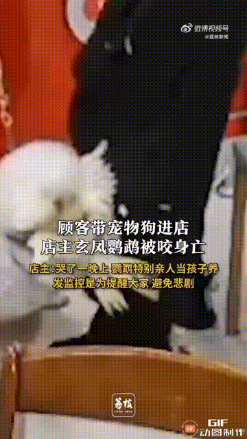 山东烟台一家店铺内，一位顾客带着拴绳的小狗走进店内，谁料小狗直接盯上了店主饲养的