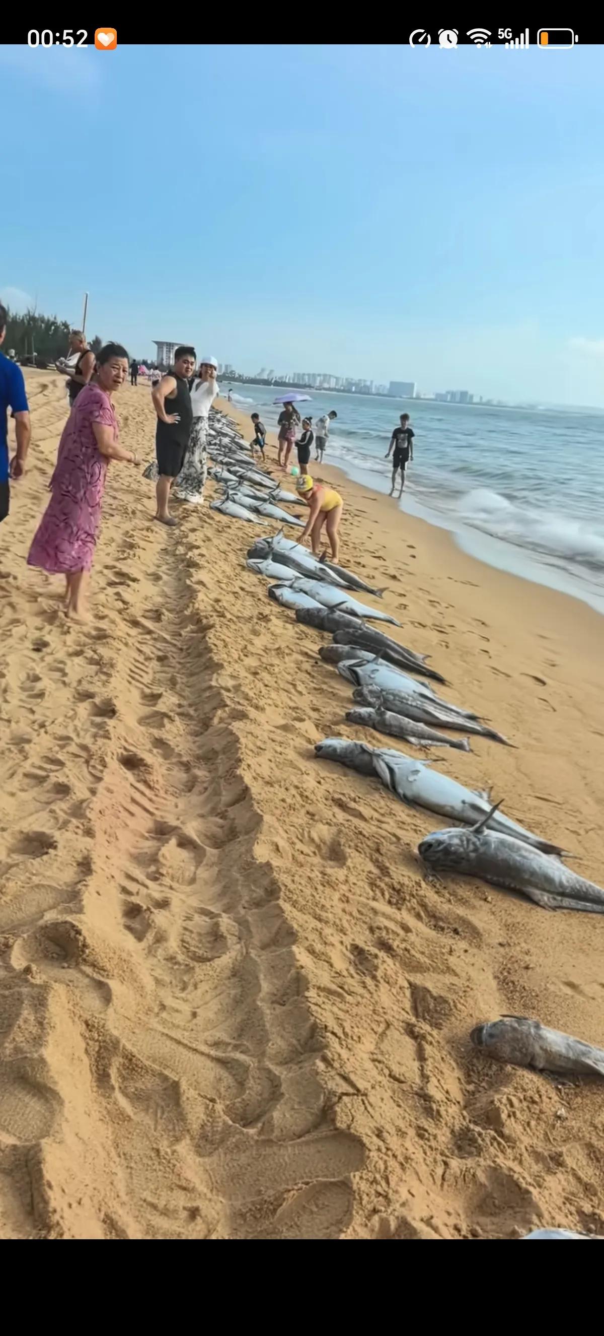 近日海口秀英区西秀镇荣山寮海滩出现大批量死鱼，长长的死鱼群铺满整个沙滩，每条鱼的