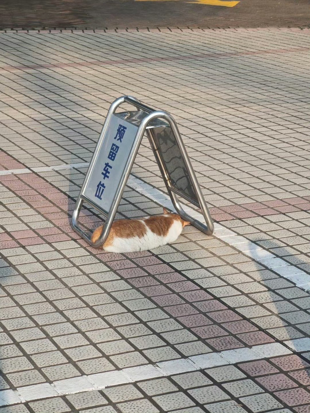 猫咪的预留车位