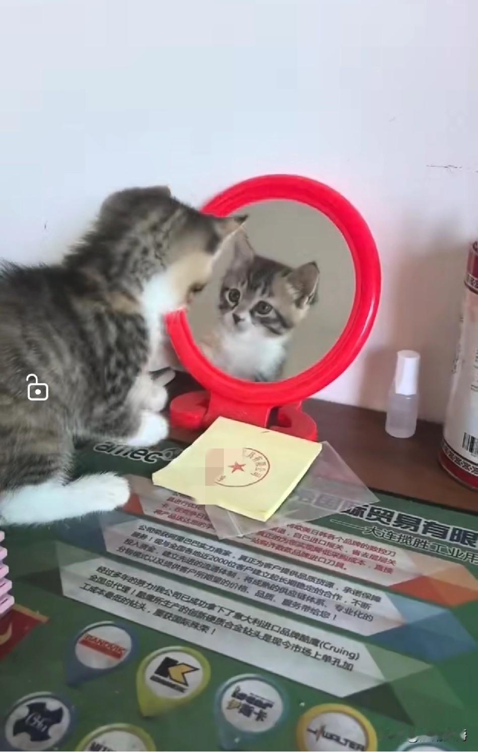 想养宠物的朋友，建议养猫。猫会自己玩，不需要人陪，也不用遛。我家小猫咪正是手