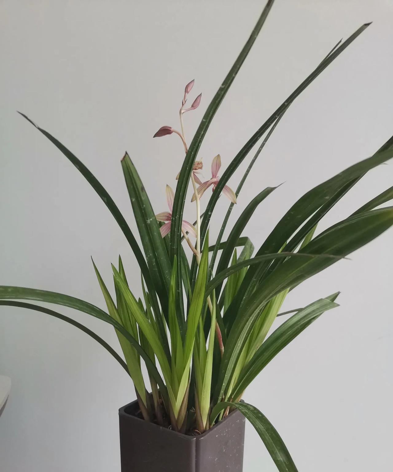 今年的一盆兰花虽然春天发了十个新芽，但是一个花芽也没有。我的一盆建兰每年的八月