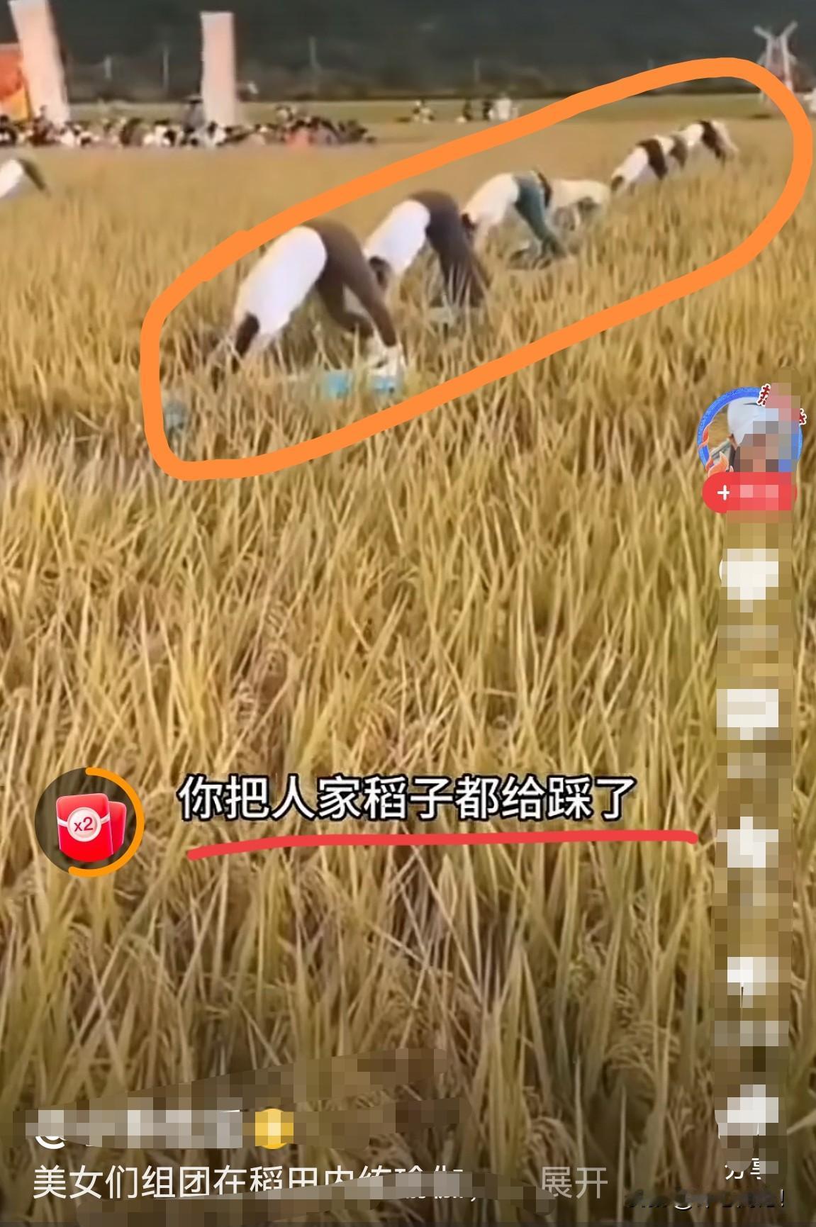 暴殄天物：为了练瑜伽，就踩着稻谷，还说所谓的“开镰仪式”。这种行为，本质上，是对