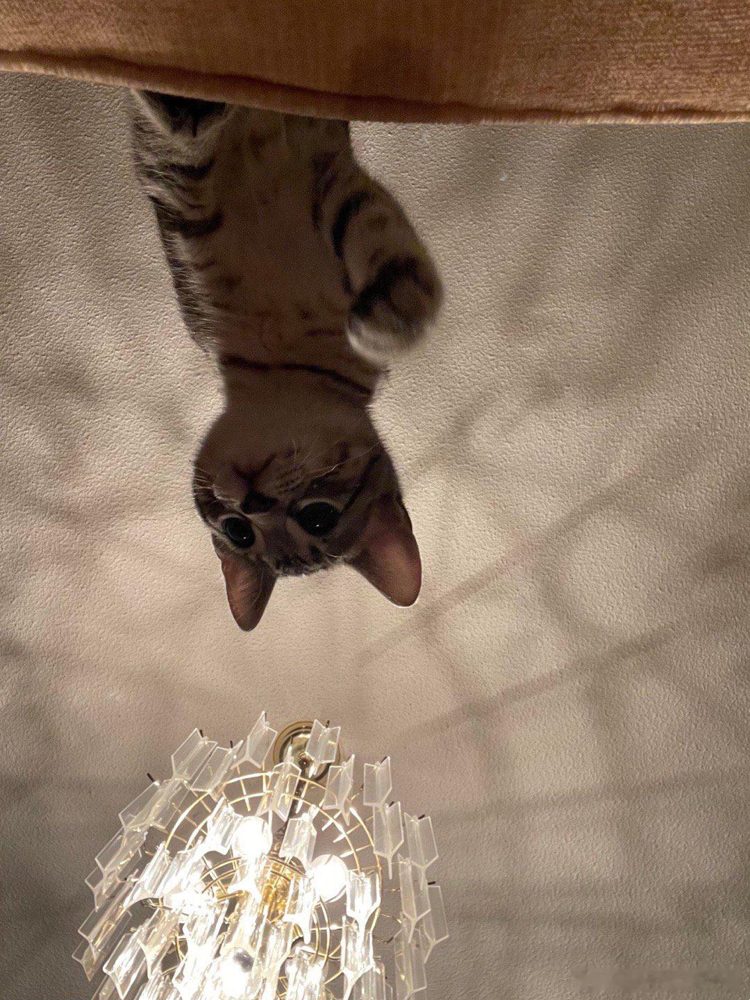 室友总是叫小猫小死猫