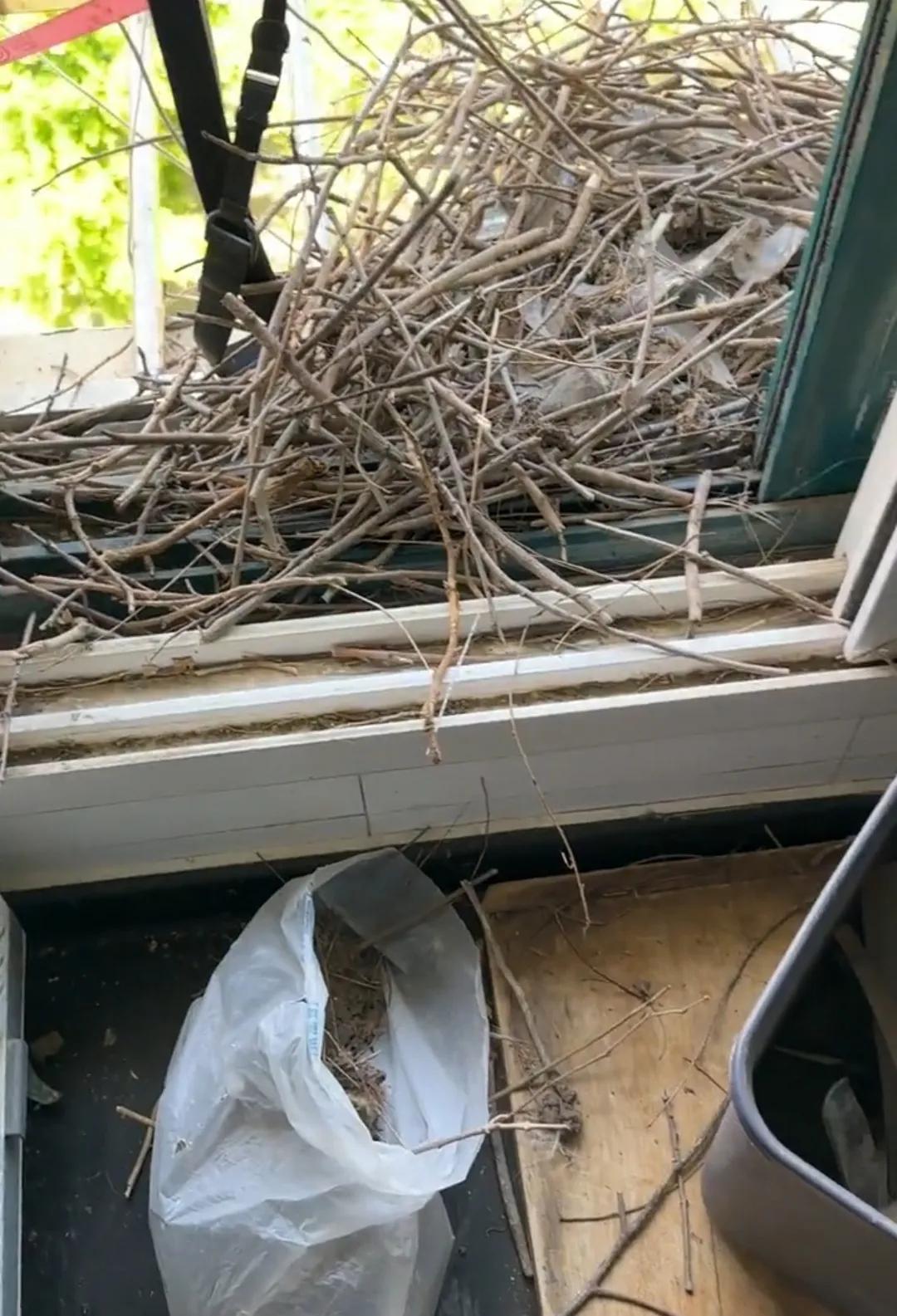 男子拆喜鹊窝遭疯狂报复，这事儿到底是真是假？你敢信吗？山东临沂一男子只是拆了