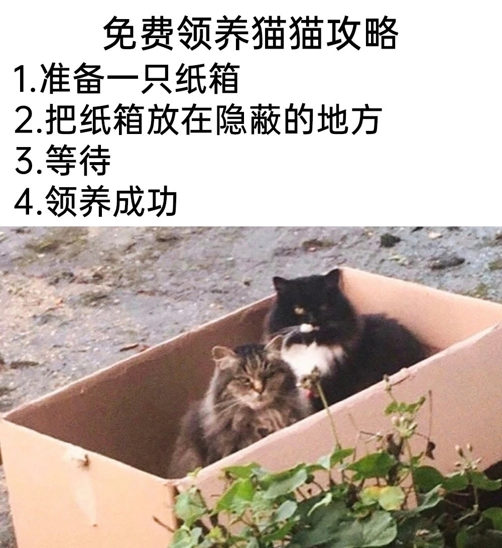 快到箱里来meme​​​