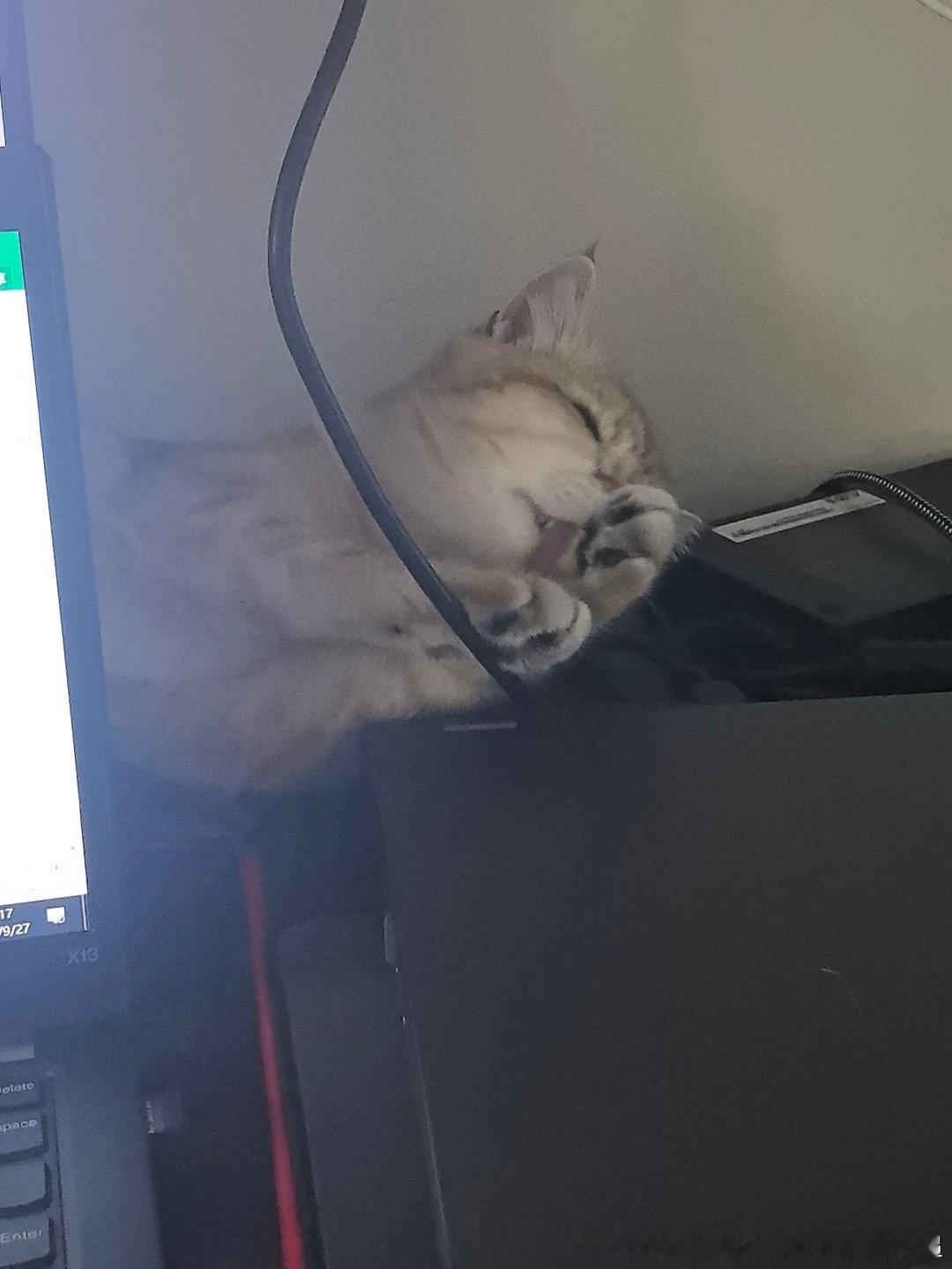小猫咪就这样陪妈妈加班​