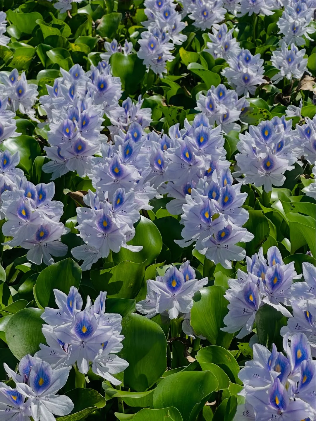 水葫芦 花开太美了 犹如孔雀羽毛