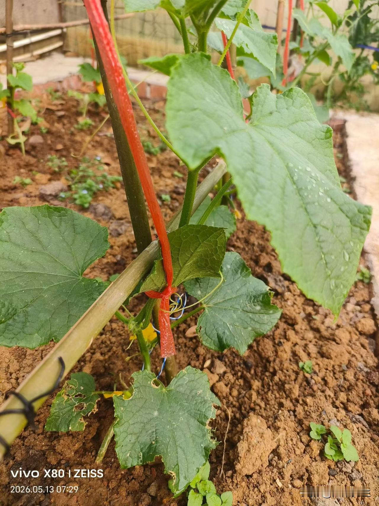 老家的小院，是藏着烟火气的宝藏天地。房前屋后辟出几块小菜地，不用多大，几分地足矣