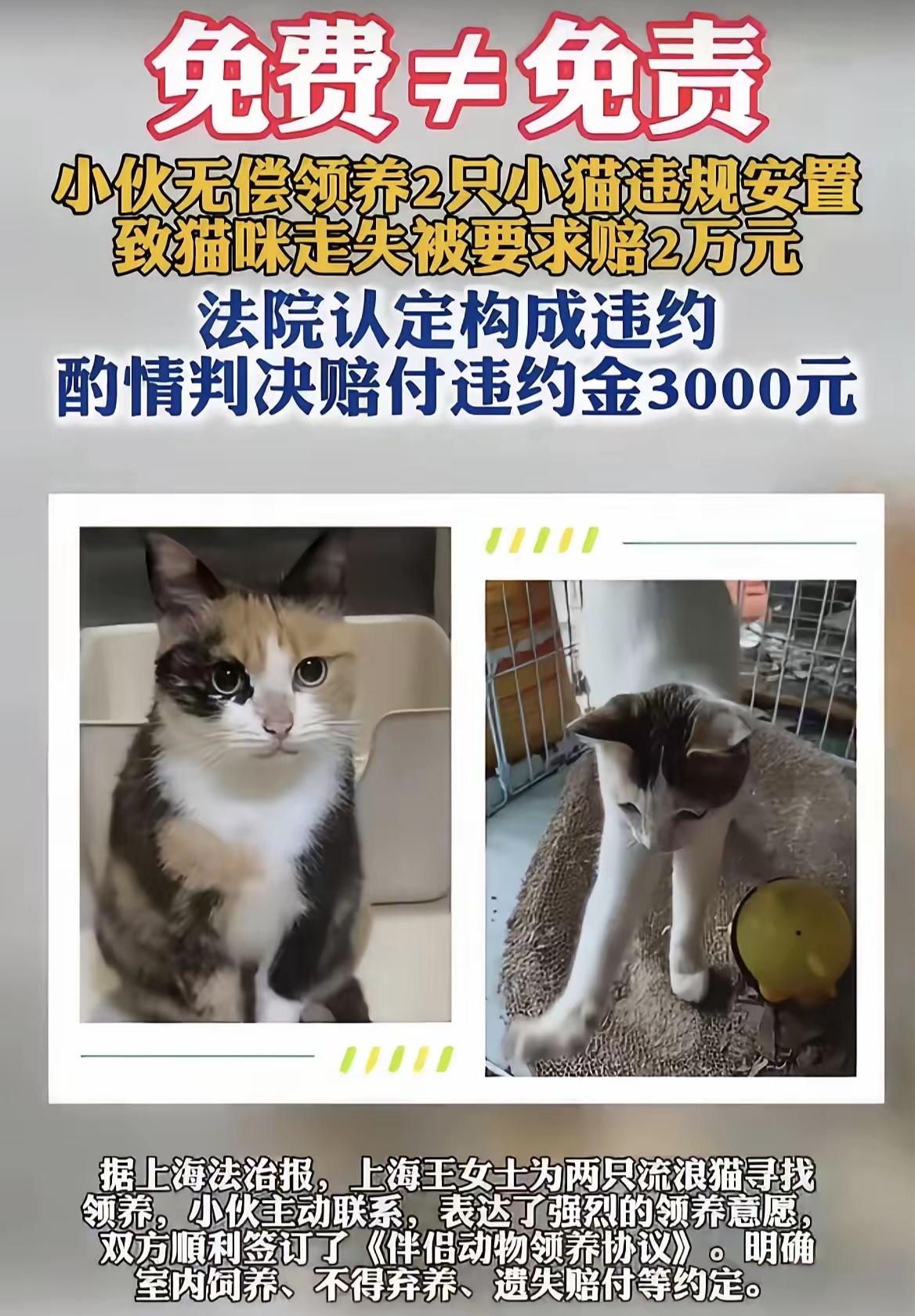 上海小伙小杨免费领养了两只猫，谁知大半年过去竟然赔偿了3000元，这到底是怎么回
