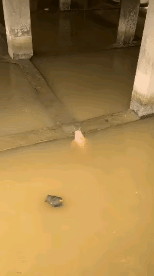 这鱼怎么这么聪明
