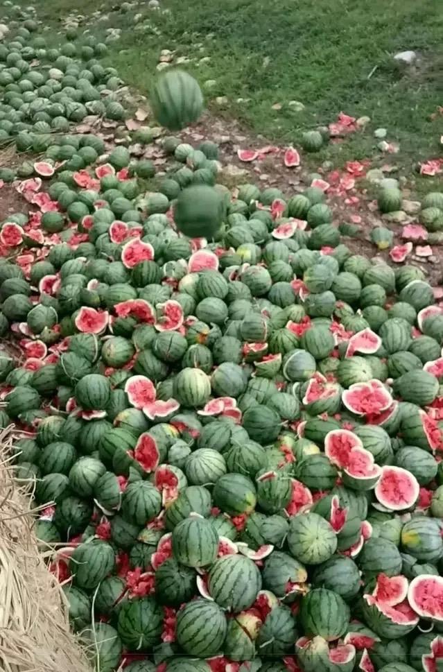 农民就是不折不扣的赌徒。赌天赌地赌价格，旱涝风雹遇上一样都能治种地人于万劫