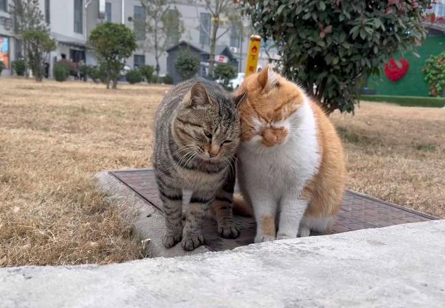 是不是所有的橘猫和狸猫都是好闺咪呀。橘猫治愈系列狸花猫