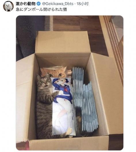 猫：请尊重他人隐私！