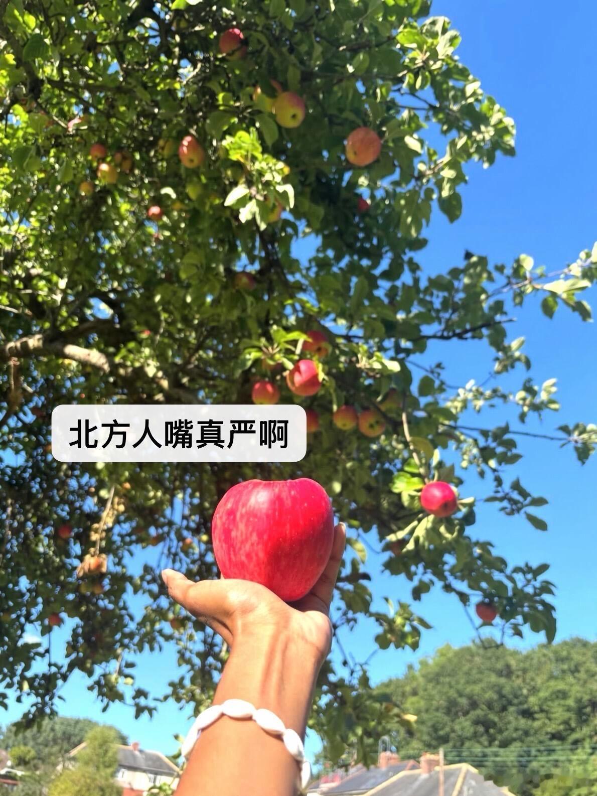 在北方打破了对秋天的认知印象里秋天偏萧瑟，直到看见北方果园的苹果树，才发现秋天也