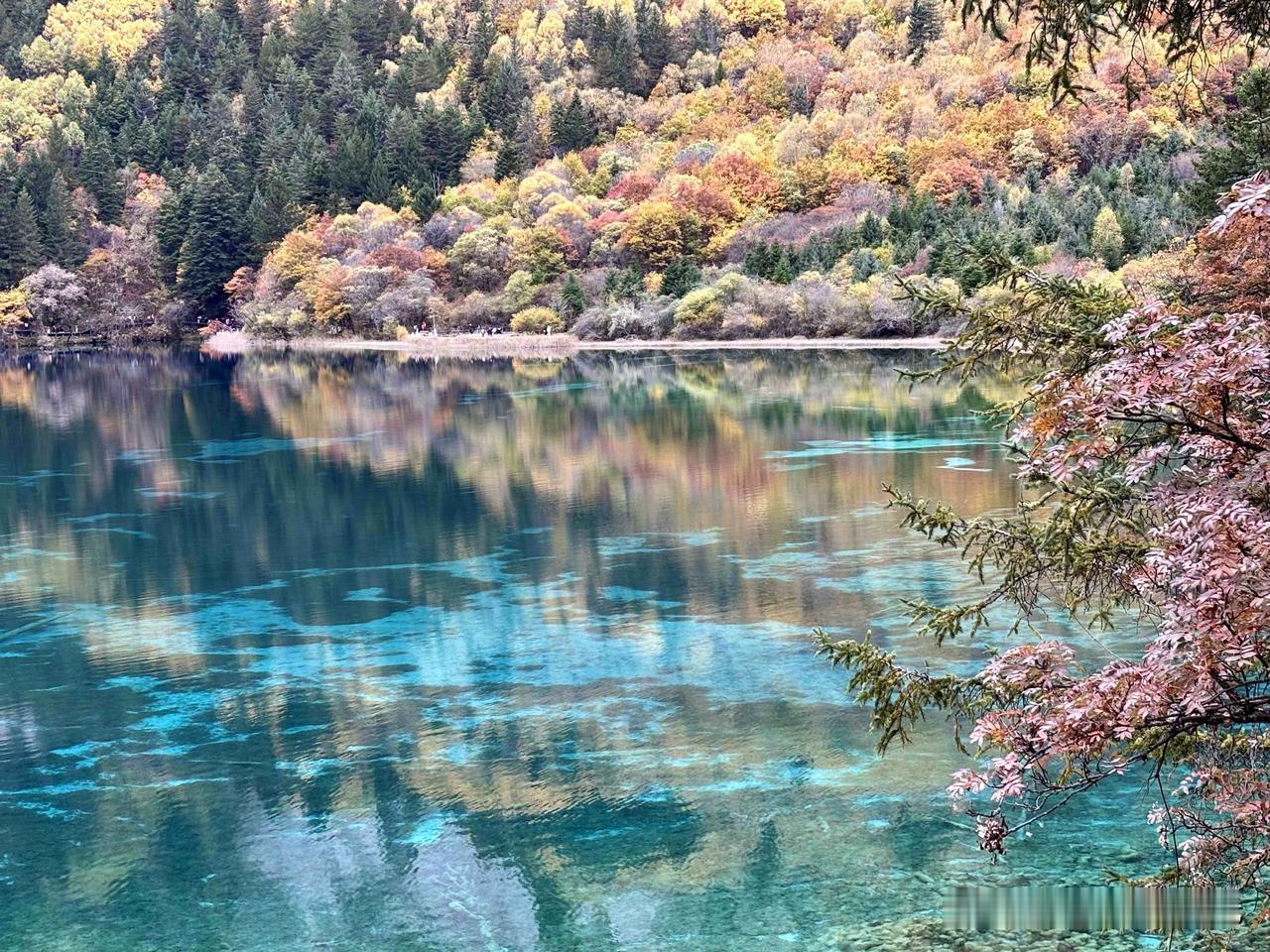 我们第一天去九寨沟的时候，乘坐观光车，到了Y字形的“诺日朗中心站”，根据景区的调