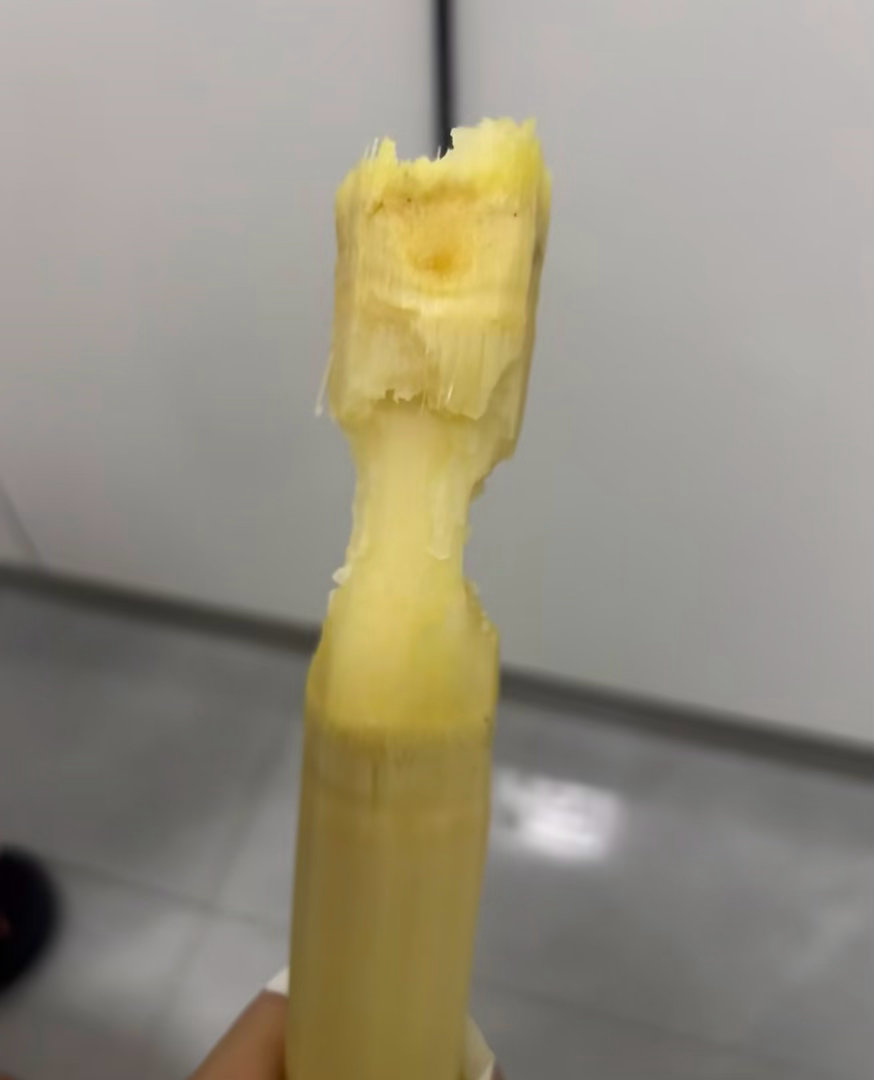 谁教你这样吃甘蔗的大自然教的，甘蔗递到手上，本能就这么啃了😋
