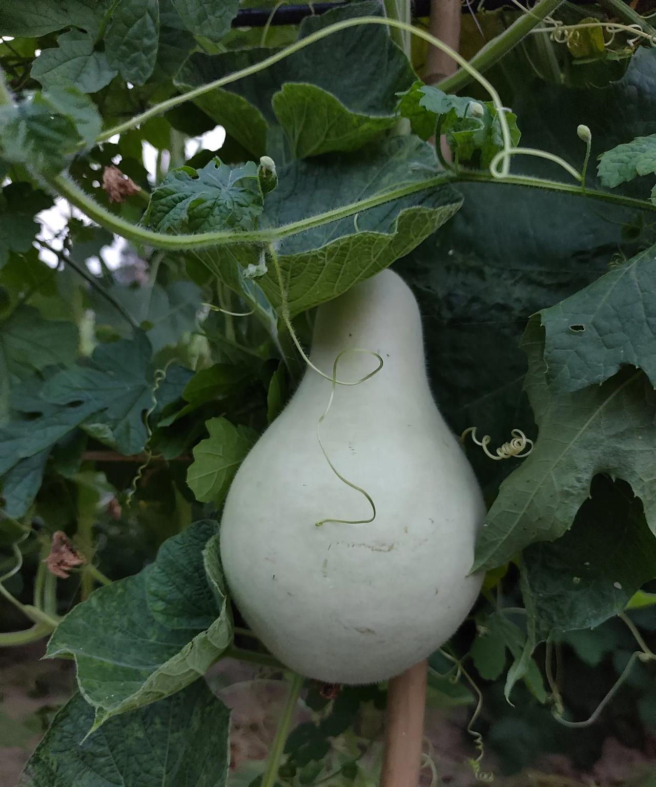 大葫芦