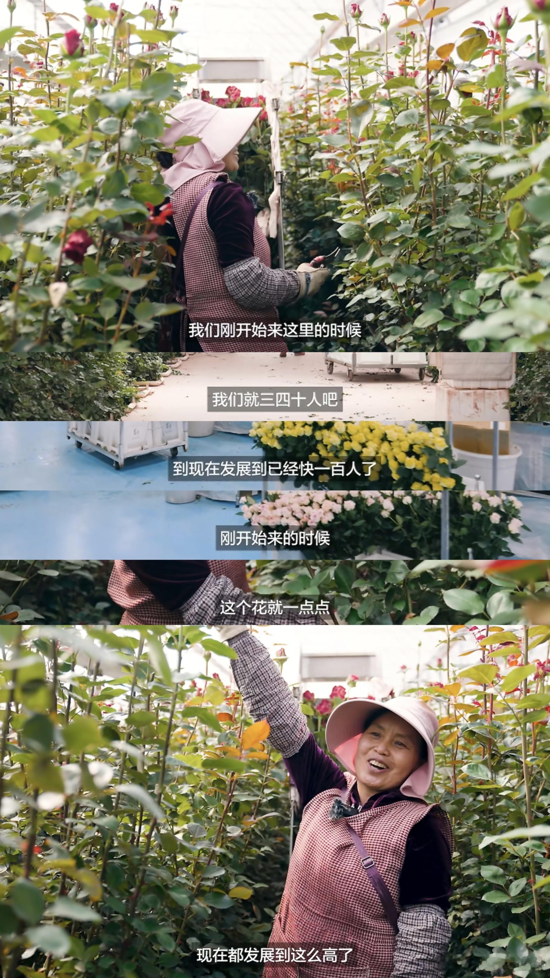 Meiko种花回馈家乡关于Meiko在家乡发展田野农业的小片子，我看到图一这里