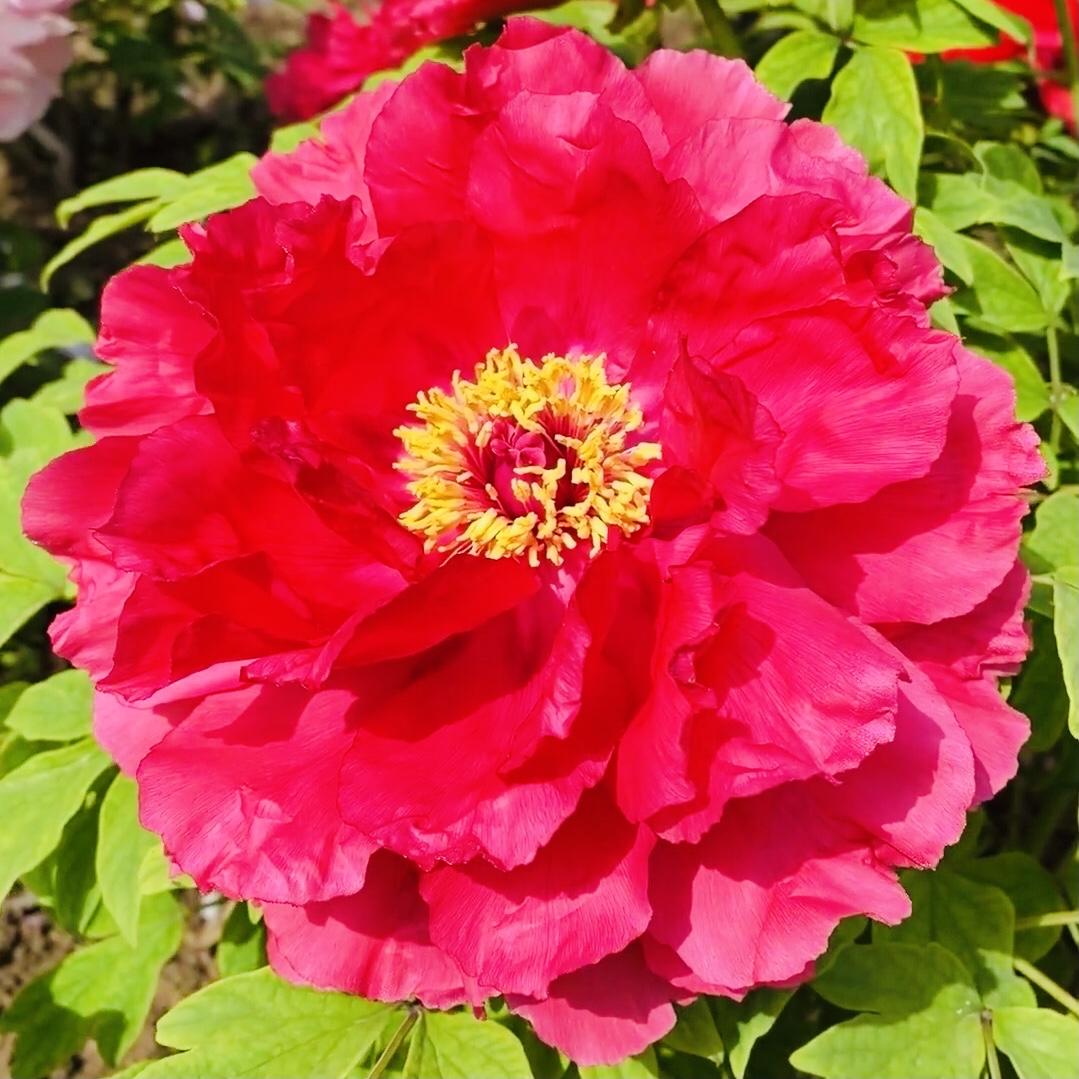 分享图片～牡丹花悠然绽放，国色天香花姿轻盈，花色缤纷秀丽端庄，高贵典雅