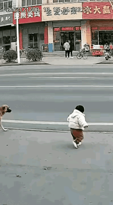 最先看见狗儿扑上去完全以为它要去咬小女孩当看见大货车飞奔而过狗儿月身体挡在