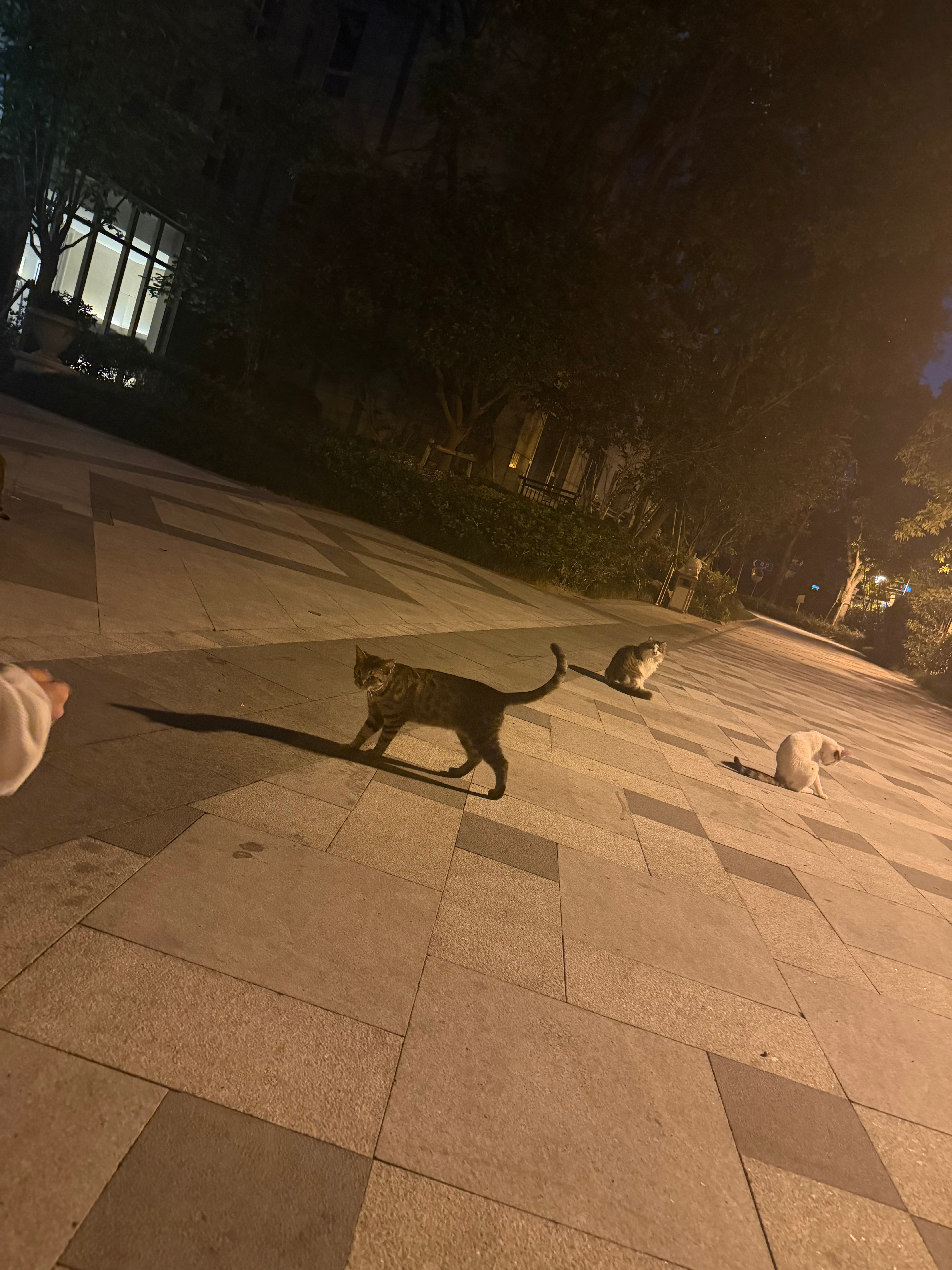 深夜在朋友小区楼下散步突然出现很多小猫包围我们被猫猫军团挟持了！​​​