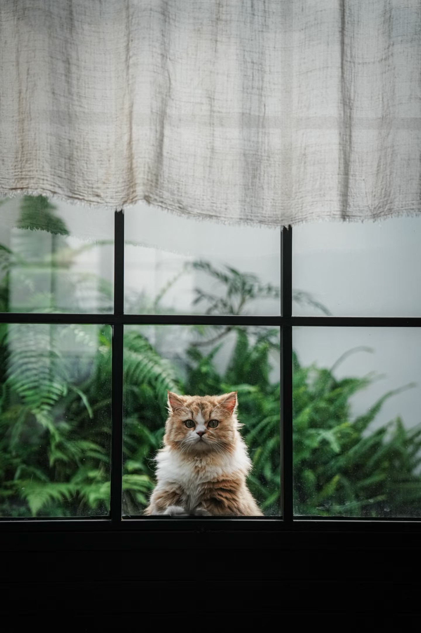 我竟然有一只这么可爱的小猫咪！！！