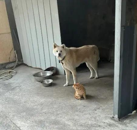 工厂狗狗收留了一只流浪猫狗狗的心思都写在脸上了​​​