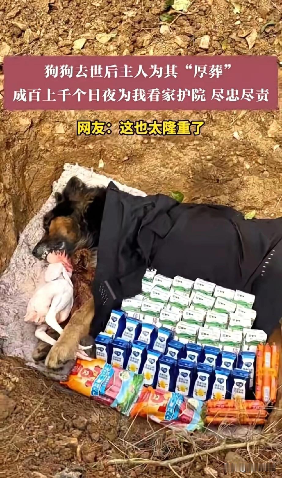 一生陪伴主人的毛孩子离开了这个世界，主人对它进行了厚葬，这到底应不应该呢？作为一