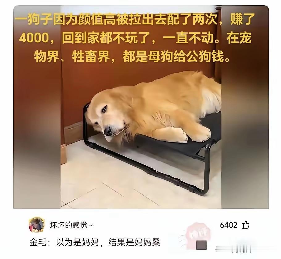 狗子也不容易啊[doge]