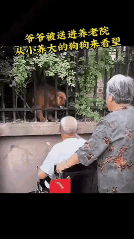 泪目了,一位老爷爷因为年纪太大,子女不在身边只好把他送进了养老院,雇了护工照看他