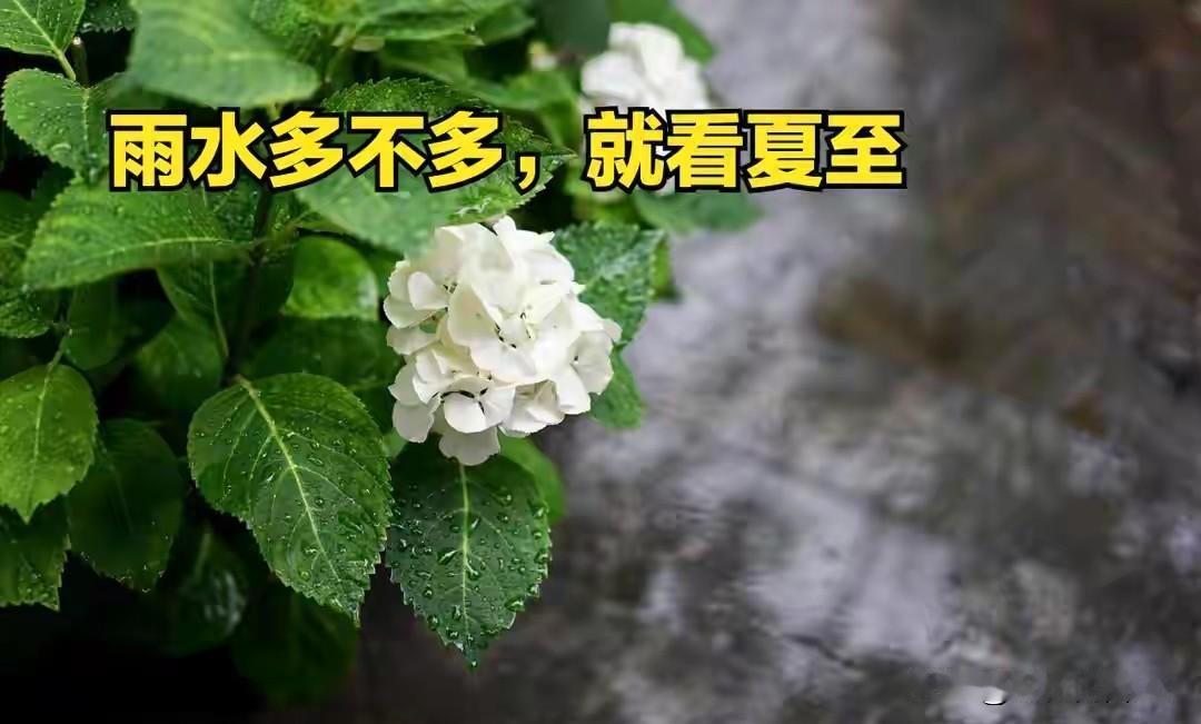 “雨水多不多，就看夏至”，今日夏至，2026年夏季雨水很多吗？今日迎来夏至