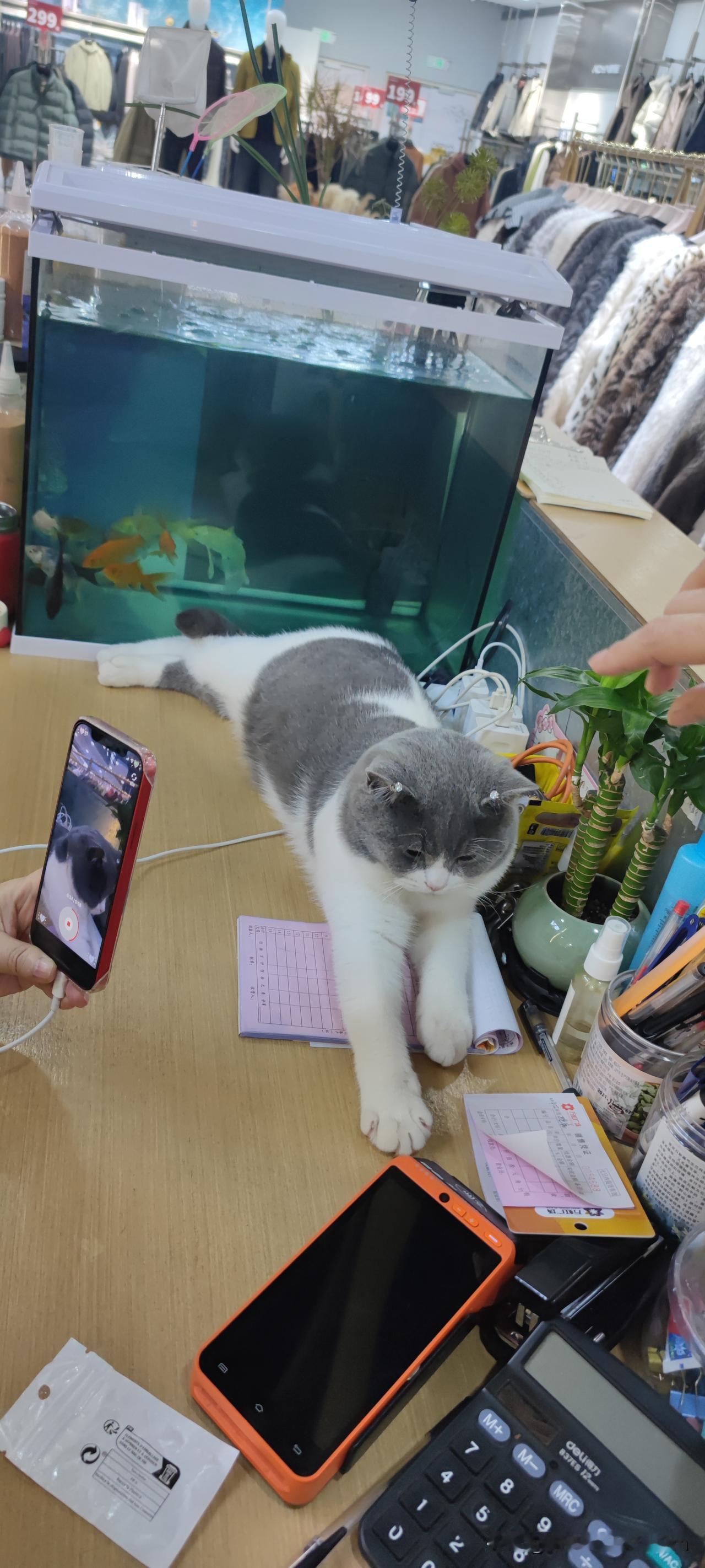 二老板家的漂亮猫咪