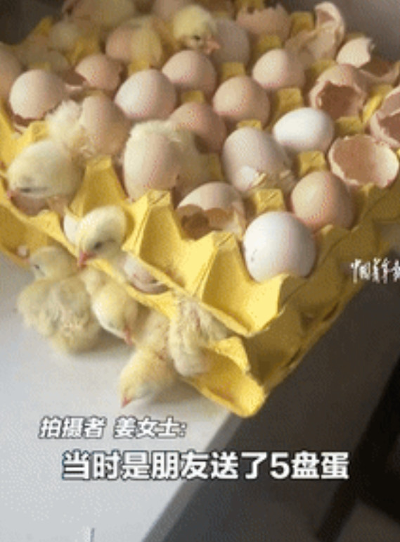 “意外的惊喜！”山东，一女子离开家里2天，不料回家一开门，却看到不可思议的一幕，