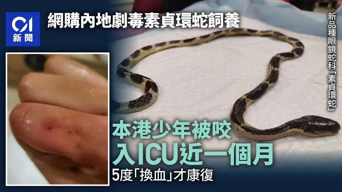 香港一名少年在网上用数百元，购买了一条来自内地、以《白蛇传》女主角白素贞命名的“