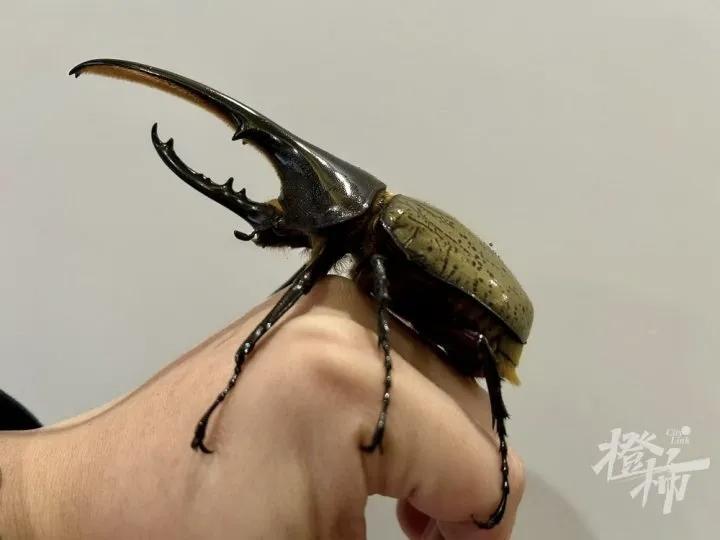 “载入历史”！杭州，一对90后情侣，在家中发现新物种，男子本来希望，该物种用他跟