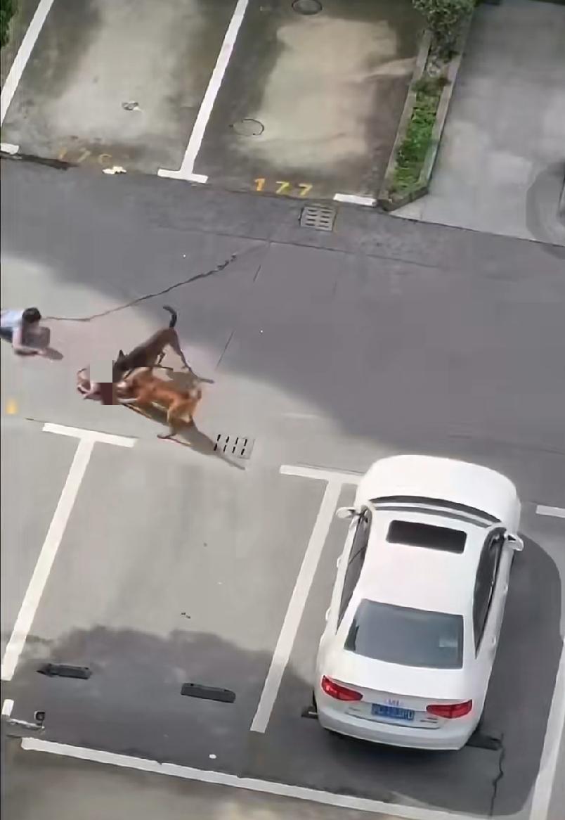 上海，一小区内，两条大狗正在拖咬地上的婴童，一个大人趴在地上和两条狗在拉锯中，可