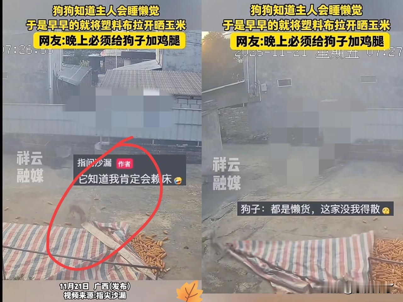 广西，一狗主人这天早上睡了个赖觉，想起院子里的苞谷还没晒，慌慌张张冲出去，结果当