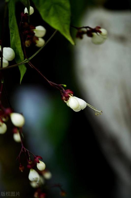 谁懂啊！最近刷到好多花友的垂丝茉莉，白色小花像小蝴蝶挂在枝上，香气飘满阳台，居然