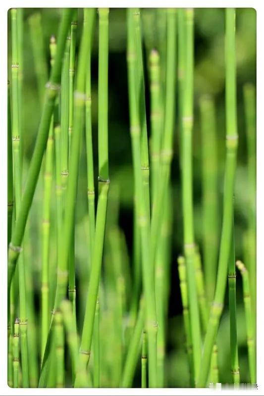 节节草被叫做“吸金草”，这价值还真不容小觑。它在药用领域有一定地位，全草可入药，