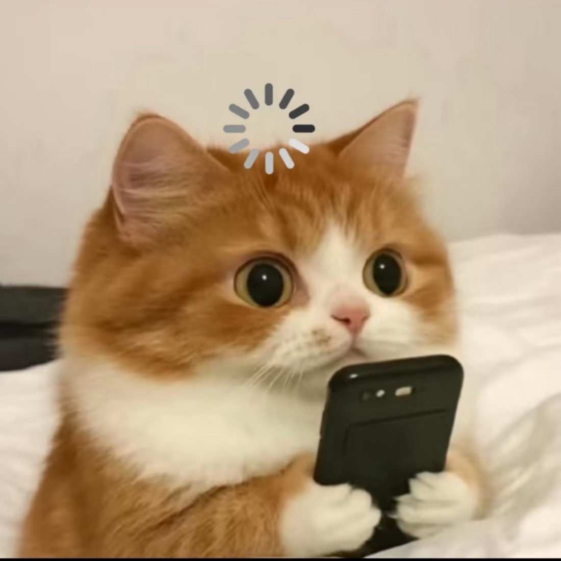 晋江疯了可笑，一个女性读者和作者占绝对大的比重的网站，一个靠女性发家的网站，居然