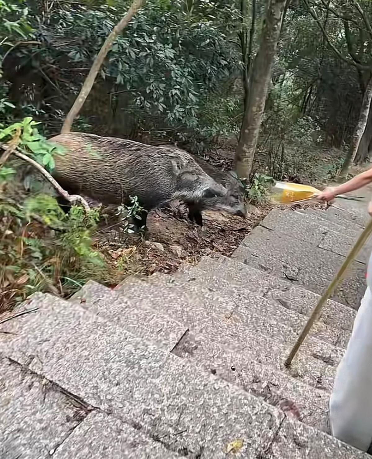 跑到城区或者村里的野猪，还是有一定攻击性的，有点危险。但是看这个景区里的野猪，在