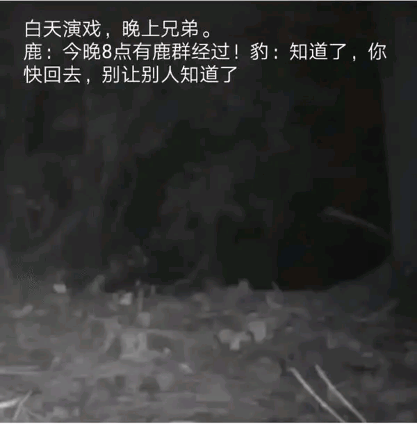 万万没想到，动物界也玩得这么狂野[思考]