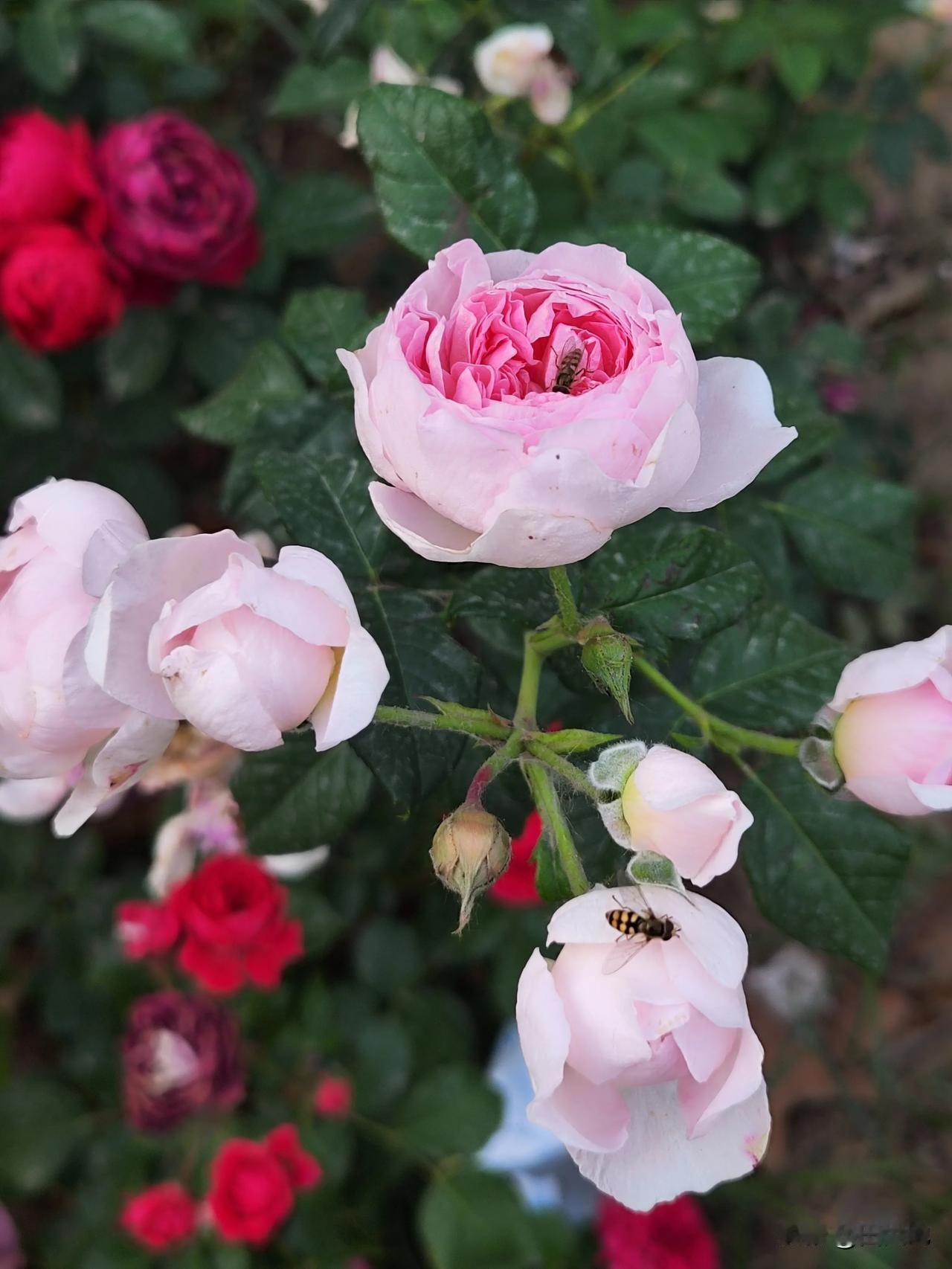 人间最美四月天，五颜六色的月季花盛开！红色像烧得正旺的霞，粉色像浸满了蜜的云，黄