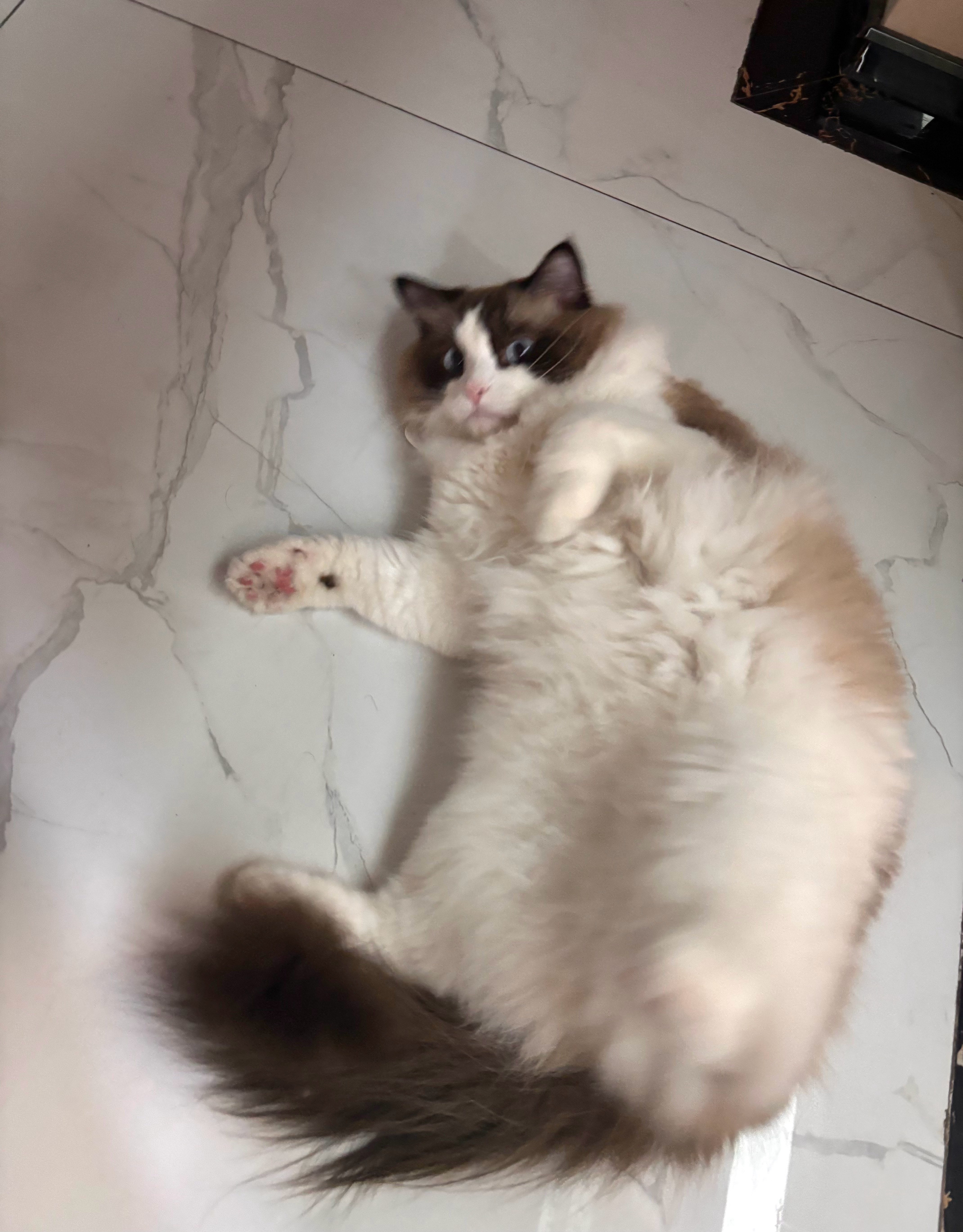 一来就摸这只小猫咪​​​
