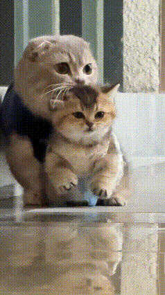 瞅瞅这猫妈，就宠着这只淘上天的小崽子！别家小猫不叼，单把这只往屋里叼。这小