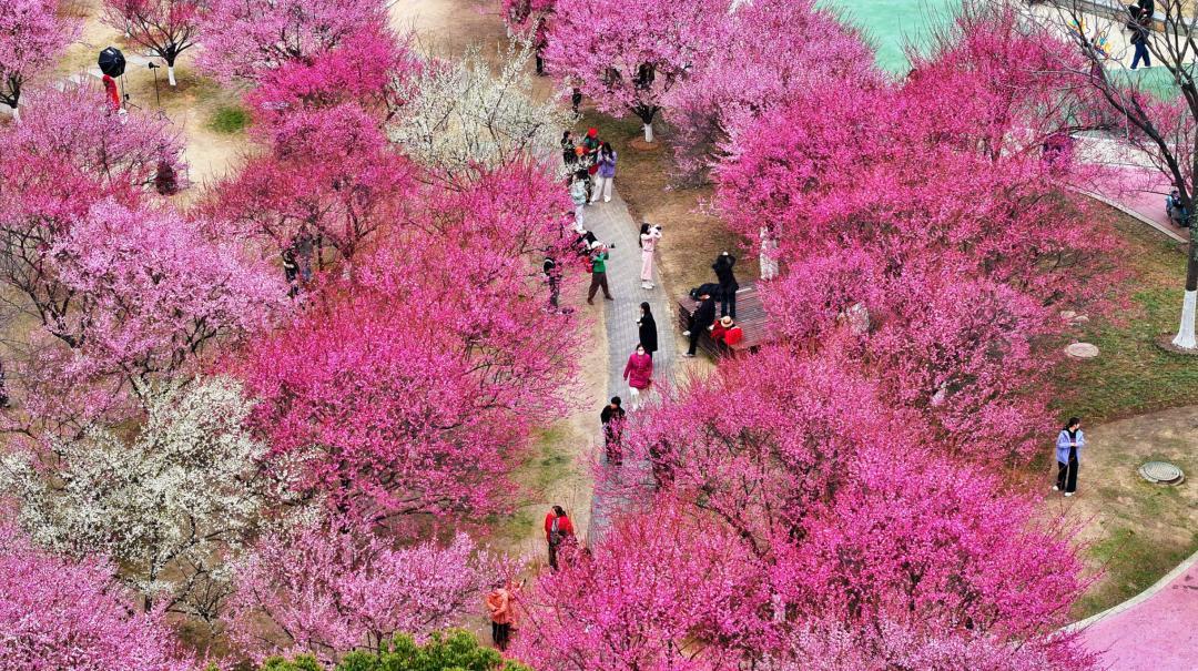 【#春临庐州绘就缤纷画卷#】#欢迎您到安徽来#匡河之畔，梅花点点，在枝头傲然绽