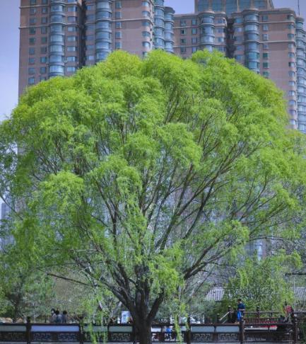 “富不富，院中树”，庭院种树有讲究，“3要5不要”才能运气好！五不要5、少种