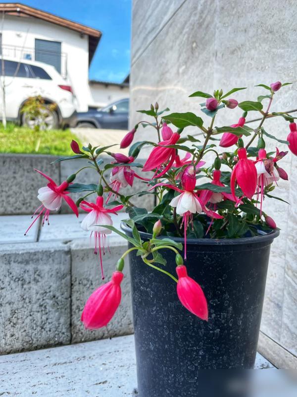 夏天给花乱施肥的宝子！赶紧停手！最近刷到好多人说“勤施薄肥”，结果把仙人掌、兰花