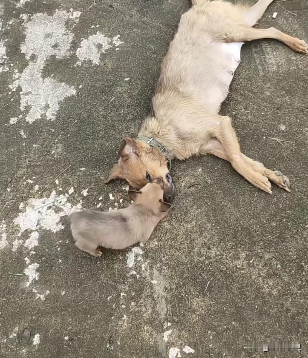 小奶狗还不知道死是什么意思，只知道拼命地要喊睲妈妈。